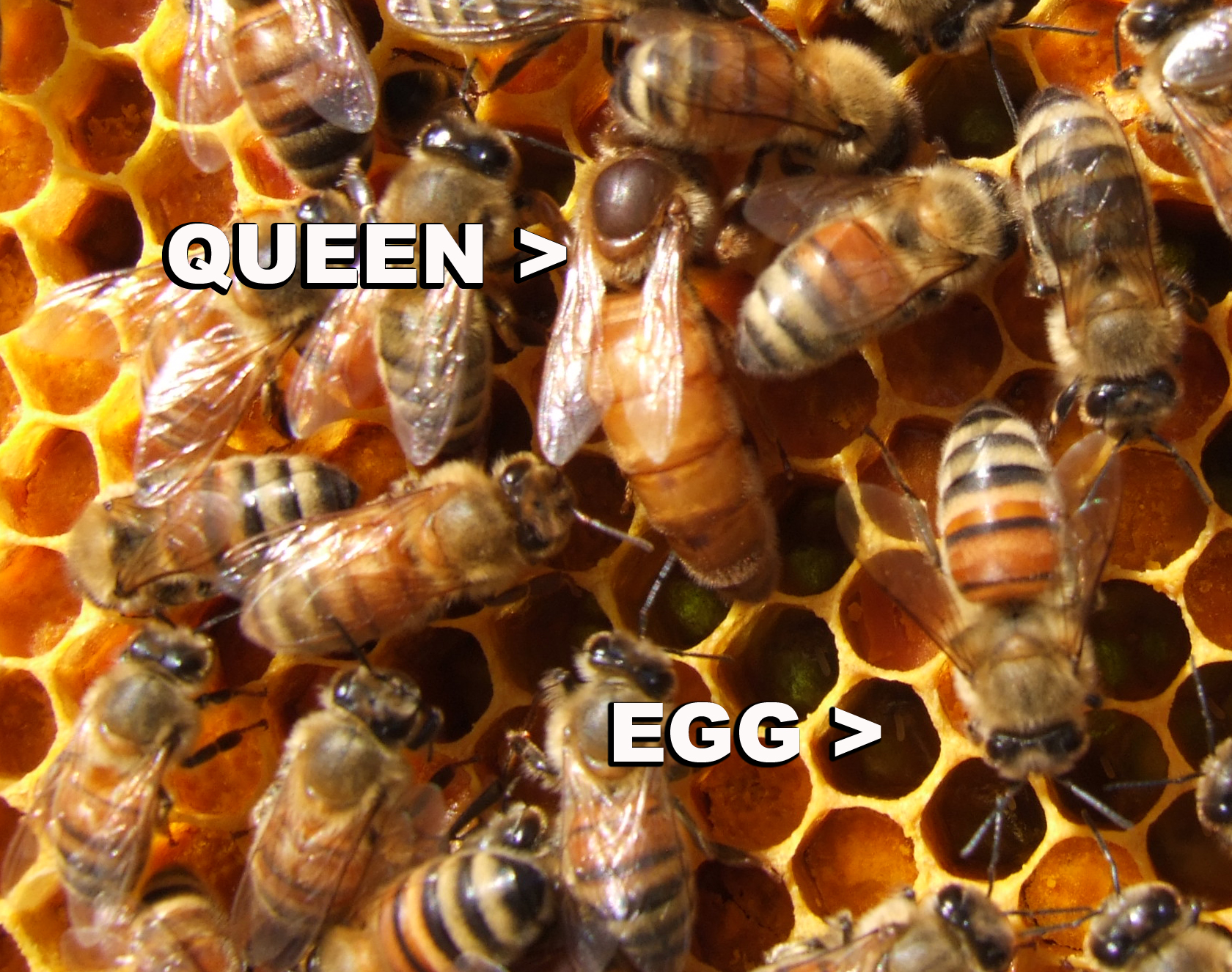 queen pic labeled